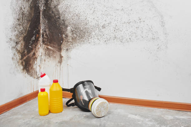Best Office Mold Removal Services  in Guymon, OK