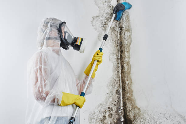 Best Best Mold Removal Companies  in Guymon, OK