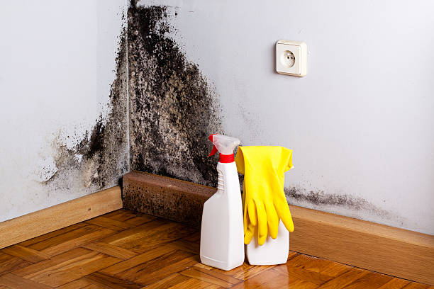 Best Local Mold Removal Service  in Guymon, OK