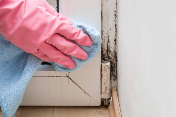 Best Mold Remediation  in Guymon, OK