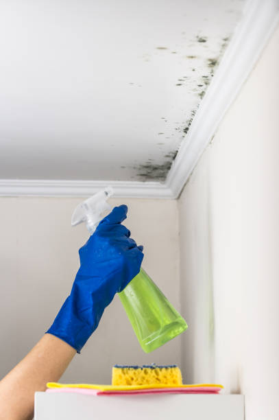 Best Attic Mold Removal  in Guymon, OK
